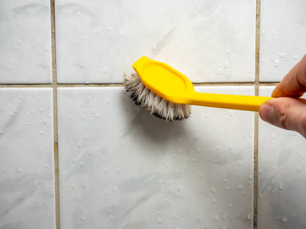 Best Mold Damage Repair  in Louisville, NE