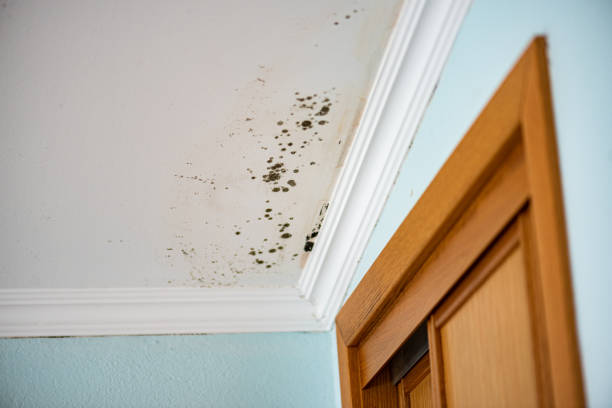 Best Toxic Mold Removal  in Louisville, NE