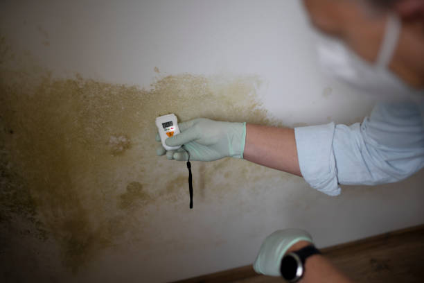 Best Black Mold Removal  in Louisville, NE