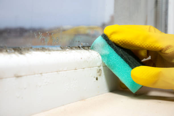 Best Toxic Mold Removal  in Louisville, NE