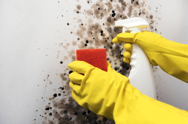 Best Certified Mold Removal  in Louisville, NE