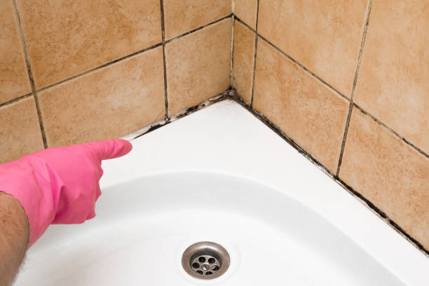 Best Commercial Mold Removal  in Louisville, NE